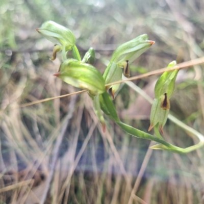 Bunochilus montanus (Montane Leafy Greenhood) at Cotter River, ACT - 30 Sep 2022 by LukeMcElhinney