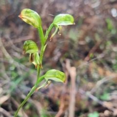 Bunochilus montanus (ACT) = Pterostylis jonesii (NSW) at Cotter River, ACT - suppressed