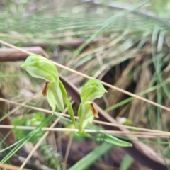 Bunochilus montanus (ACT) = Pterostylis jonesii (NSW) at Cotter River, ACT - suppressed