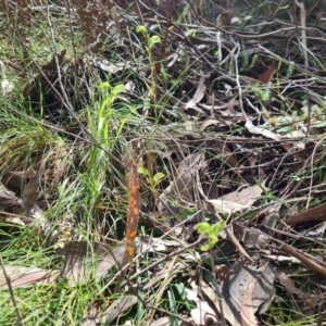 Bunochilus montanus (ACT) = Pterostylis jonesii (NSW) at Cotter River, ACT - suppressed