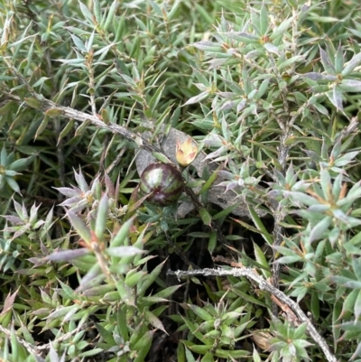 Astroloma humifusum (Cranberry Heath) at Kowen Escarpment - 2 Oct 2022 by JaneR