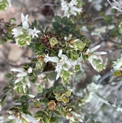 Brachyloma daphnoides (Daphne Heath) at Kowen, ACT - 2 Oct 2022 by JaneR