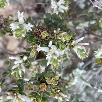 Brachyloma daphnoides (Daphne Heath) at Kowen, ACT - 2 Oct 2022 by JaneR