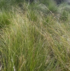 Carex appressa (Tall Sedge) at Kowen, ACT - 2 Oct 2022 by JaneR