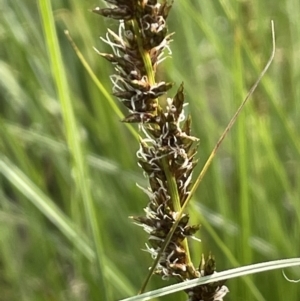 Carex appressa at Kowen, ACT - 2 Oct 2022 04:29 PM