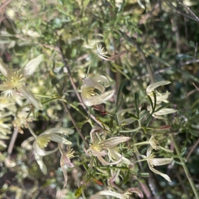 Clematis leptophylla (Small-leaf Clematis, Old Man's Beard) at Kowen Escarpment - 2 Oct 2022 by JaneR