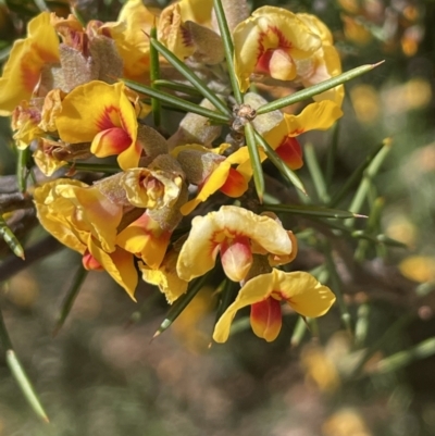 Dillwynia sieberi (Sieber's Parrot Pea) at Kowen, ACT - 2 Oct 2022 by JaneR