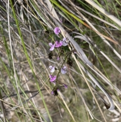 Glycine clandestina (Twining Glycine) at Kowen Escarpment - 2 Oct 2022 by JaneR