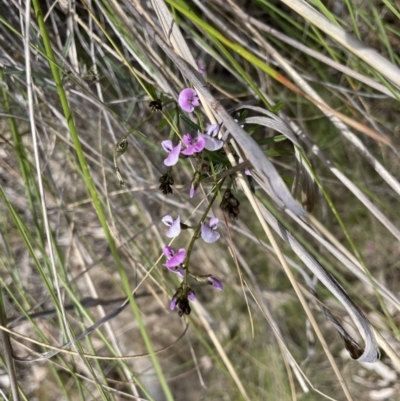 Glycine clandestina (Twining Glycine) at Kowen Escarpment - 2 Oct 2022 by JaneR