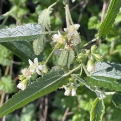 Gynatrix pulchella (Hemp Bush) at Kowen, ACT - 2 Oct 2022 by JaneR