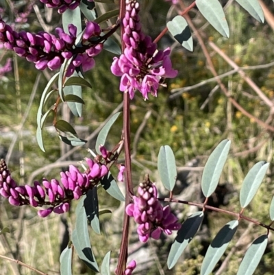 Indigofera australis subsp. australis (Australian Indigo) at Kowen, ACT - 2 Oct 2022 by JaneR