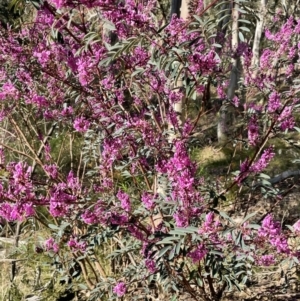 Indigofera australis subsp. australis at Kowen, ACT - 2 Oct 2022