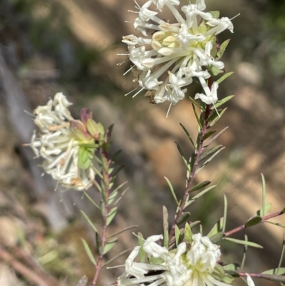 Pimelea linifolia subsp. linifolia (Queen of the Bush, Slender Rice-flower) at Kowen Escarpment - 2 Oct 2022 by JaneR