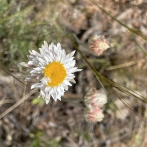 Leucochrysum albicans subsp. tricolor at Kowen, ACT - 2 Oct 2022