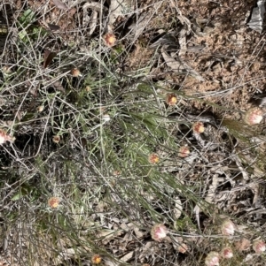 Leucochrysum albicans subsp. tricolor at Kowen, ACT - 2 Oct 2022