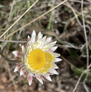 Leucochrysum albicans subsp. tricolor at Kowen, ACT - 2 Oct 2022 03:38 PM