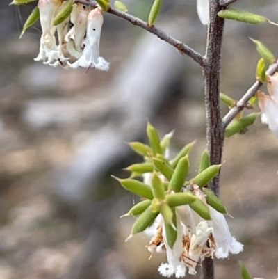 Styphelia fletcheri subsp. brevisepala (Twin Flower Beard-Heath) at Kowen, ACT - 2 Oct 2022 by JaneR