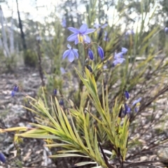 Stypandra glauca (Nodding Blue Lily) at Kowen Escarpment - 2 Oct 2022 by JaneR