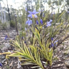 Stypandra glauca (Nodding Blue Lily) at Kowen, ACT - 2 Oct 2022 by JaneR