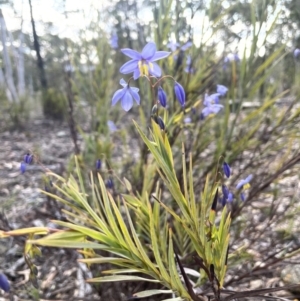 Stypandra glauca at Kowen, ACT - 2 Oct 2022