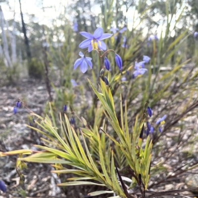Stypandra glauca (Nodding Blue Lily) at Kowen, ACT - 2 Oct 2022 by JaneR