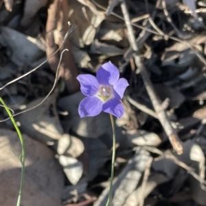 Wahlenbergia sp. at Kowen, ACT - 2 Oct 2022 04:54 PM