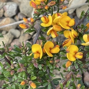 Pultenaea microphylla at Kowen, ACT - 2 Oct 2022