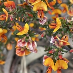 Pultenaea microphylla at Kowen, ACT - 2 Oct 2022