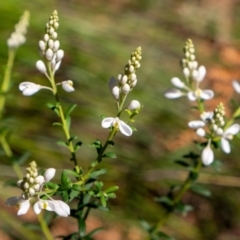 Comesperma ericinum (Heath Milkwort) at Penrose, NSW - 2 Oct 2022 by Aussiegall