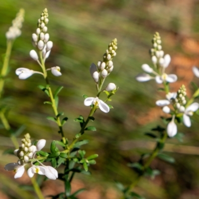 Comesperma ericinum (Heath Milkwort) at Penrose, NSW - 2 Oct 2022 by Aussiegall