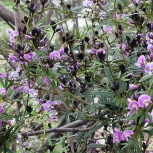 Glycine clandestina at Molonglo Valley, ACT - 1 Oct 2022