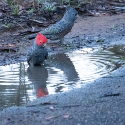 Callocephalon fimbriatum (Gang-gang Cockatoo) at Penrose, NSW - 1 Oct 2022 by Aussiegall