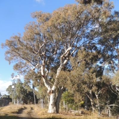 Eucalyptus rossii (Inland Scribbly Gum) at Crace, ACT - 27 Aug 2022 by michaelb
