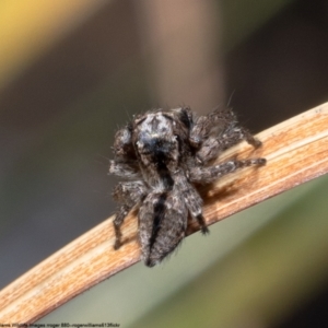 Servaea narraweena at Macgregor, ACT - 2 Oct 2022 03:42 PM