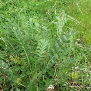 Acaena x ovina at Molonglo Valley, ACT - 1 Oct 2022