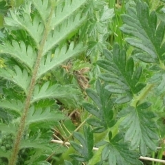 Acaena x ovina at Molonglo Valley, ACT - 1 Oct 2022