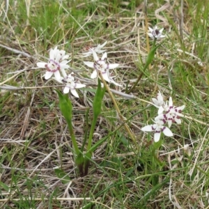 Wurmbea dioica subsp. dioica at Molonglo Valley, ACT - 1 Oct 2022