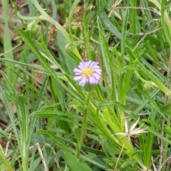 Vittadinia muelleri (Narrow-leafed New Holland Daisy) at Molonglo Valley, ACT - 1 Oct 2022 by sangio7