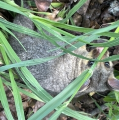 Trichosurus vulpecula (Common Brushtail Possum) at Jerrabomberra, NSW - 3 Oct 2022 by Mavis