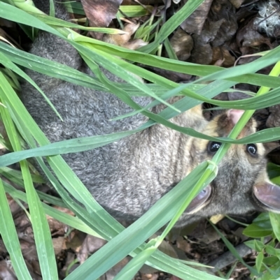 Trichosurus vulpecula (Common Brushtail Possum) at Jerrabomberra, NSW - 3 Oct 2022 by Mavis