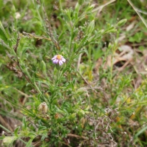 Vittadinia cuneata at Molonglo Valley, ACT - 1 Oct 2022