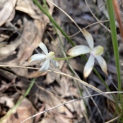 Caladenia ustulata (Brown Caps) at Aranda, ACT - 2 Oct 2022 by Jenny54