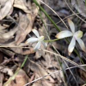 Caladenia ustulata at Aranda, ACT - suppressed