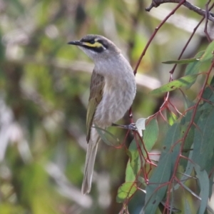 Caligavis chrysops at Symonston, ACT - 2 Oct 2022 11:55 AM