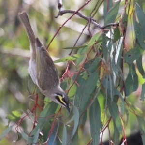 Caligavis chrysops at Symonston, ACT - 2 Oct 2022 11:55 AM