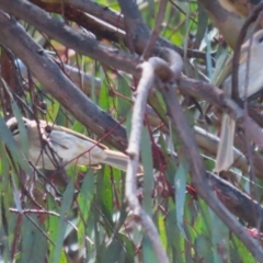 Caligavis chrysops at Symonston, ACT - 2 Oct 2022 11:55 AM