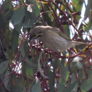 Caligavis chrysops at Symonston, ACT - 2 Oct 2022 11:55 AM