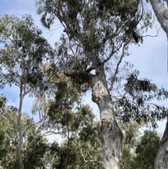 Callocephalon fimbriatum (Gang-gang Cockatoo) at Aranda, ACT - 2 Oct 2022 by Jenny54