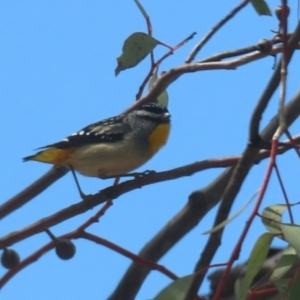 Pardalotus punctatus at Symonston, ACT - 2 Oct 2022