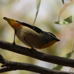 Pardalotus punctatus at Symonston, ACT - 2 Oct 2022